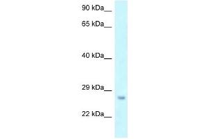 Western Blot showing OSTF1 antibody used at a concentration of 1 ug/ml against THP-1 Cell Lysate