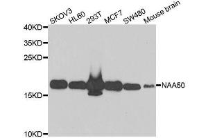 Western blot analysis of extracts of various cell lines, using NAA50 antibody. (NAA50 antibody  (AA 1-169))