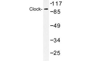 Image no. 1 for anti-Clock Homolog (Mouse) (CLOCK) antibody (ABIN272135) (CLOCK antibody)