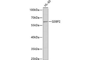 Western blot analysis of extracts of HL-60 cells, using G3BP2 antibody (ABIN6132040, ABIN6140861, ABIN6140862 and ABIN6221670) at 1:1000 dilution. (G3BP2 antibody  (AA 140-280))