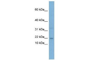 WB Suggested Anti-CEBPG  Antibody Titration: 0.