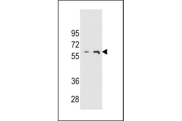 THUMPD3 antibody  (AA 194-223)