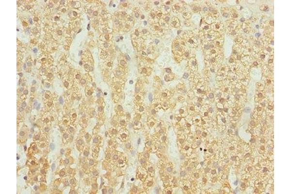 UBASH3B antibody  (AA 1-300)