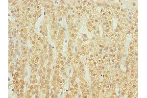 Immunohistochemistry of paraffin-embedded human adrenal gland tissue using ABIN7174417 at dilution of 1:100 (UBASH3B antibody  (AA 1-300))