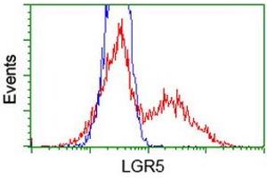 HEK293T cells transfected with either RC212825 overexpress plasmid (Red) or empty vector control plasmid (Blue) were immunostained by anti-LGR5 antibody (ABIN2454767), and then analyzed by flow cytometry. (LGR5 antibody  (AA 250-550))