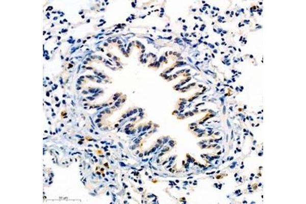 COLEC12 antibody