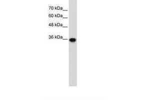 Image no. 1 for anti-Pirin (PIR) (C-Term) antibody (ABIN203307) (Pirin antibody  (C-Term))