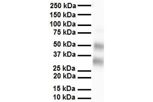 WB Suggested Anti-SELENBP1 antibody Titration: 1 ug/mL Sample Type: Human heart (SELENBP1 antibody  (N-Term))