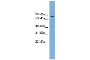 WB Suggested Anti-DNM1L Antibody Titration: 0. (Dynamin 1-Like antibody  (N-Term))
