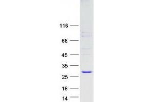 Validation with Western Blot (FAM3C Protein (Transcript Variant 1) (Myc-DYKDDDDK Tag))