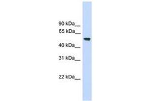 Image no. 1 for anti-Fizzy/cell Division Cycle 20 Related 1 (FZR1) (AA 35-84) antibody (ABIN6744910) (FZR1 antibody  (AA 35-84))