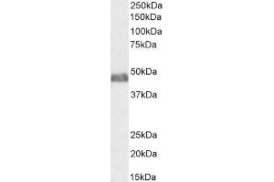 (ABIN185217) (0. (BAF53A and BAF53B (C-Term) antibody)