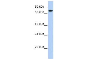 Western Blotting (WB) image for anti-Kelch-Like 23 (KLHL23) antibody (ABIN2458555)