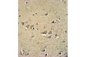 SCN1B Antibody (N-Term) (ABIN654602 and ABIN2844301) immunohistochemistry analysis in formalin fixed and paraffin embedded human brain tissue followed by peroxidase conjugation of the secondary antibody and DAB staining. (SCN1B antibody  (N-Term))