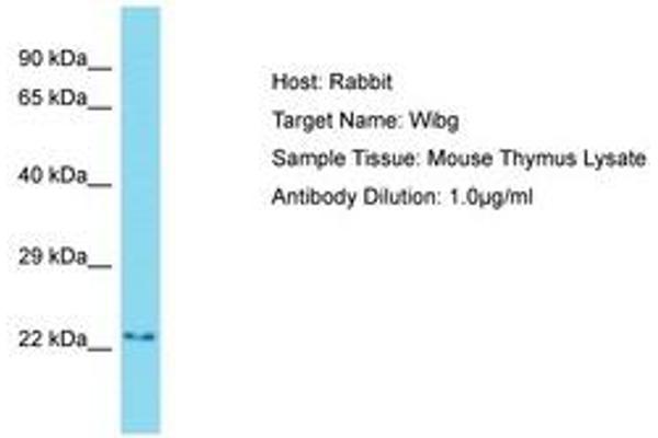 PYM antibody  (AA 81-130)