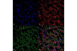 Immunohistochemistry analysis using Rabbit Anti-ENaC Polyclonal Antibody (ABIN2486334). (SCNN1A antibody  (AA 46-68) (Atto 488))