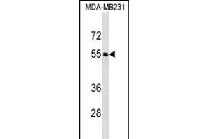 FOXQ1 Antibody (Center) (ABIN1538209 and ABIN2850239) western blot analysis in MDA-M cell line lysates (35 μg/lane).