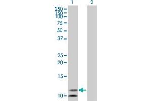 Western Blot analysis of PCBD2 expression in transfected 293T cell line by PCBD2 MaxPab polyclonal antibody. (PCBD2 antibody  (AA 1-129))