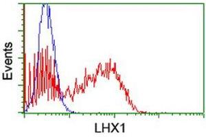 Image no. 2 for anti-LIM Homeobox 1 (LHX1) (AA 100-362) antibody (ABIN1490805)