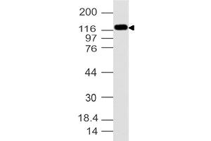 Image no. 1 for anti-Ubiquitin Specific Peptidase 7 (Herpes Virus-Associated) (USP7) (AA 932-1100) antibody (ABIN5027625) (USP7 antibody  (AA 932-1100))