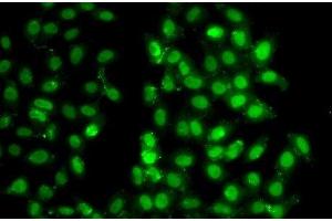 Immunofluorescence analysis of U2OS cells using PSMD8 Polyclonal Antibody (PSMD8 antibody)