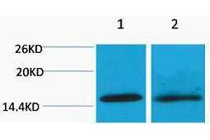 Western Blotting (WB) image for anti-Histone H4 (2meLys20) antibody (ABIN3181319) (Histone H4 antibody  (2meLys20))