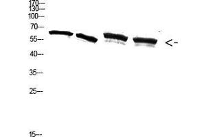 Western Blot (WB) analysis of A549 3T3 293T K562 cells using Antibody diluted at 2000. (NF-kB p65 antibody  (pSer536))