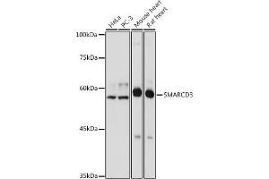 Western blot analysis of extracts of various cell lines, using SM antibody  at 1:1000 dilution. (SMARCD3 antibody)