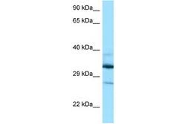 DOHH antibody  (AA 63-112)