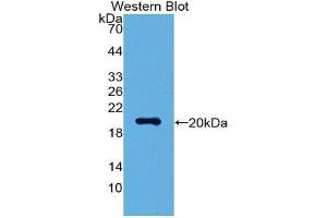 Western Blotting (WB) image for anti-Visinin-Like 1 (VSNL1) (AA 39-184) antibody (ABIN1872291)
