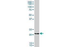 FLJ22655 MaxPab polyclonal antibody. (RERGL antibody  (AA 1-205))