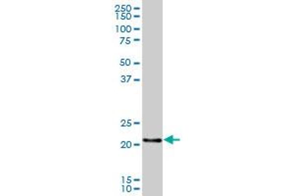 RERGL antibody  (AA 1-205)