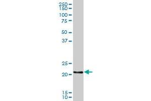 RERGL antibody  (AA 1-205)