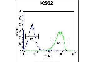 Flow cytometric analysis of K562 cells (right histogram) compared to a negative control cell (left histogram). (SPINK8 antibody  (C-Term))