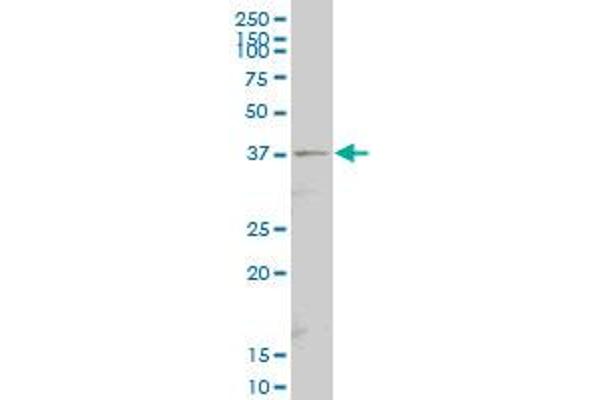 Septin 9 antibody  (AA 26-125)