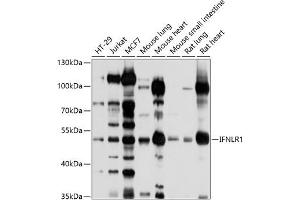 Western blot analysis of extracts of various cell lines, using IFNLR1 antibody (ABIN6129401, ABIN6142210, ABIN6142211 and ABIN6214210) at 1:1000 dilution. (IL28RA antibody  (AA 21-228))