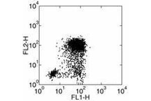 Image no. 1 for anti-Interleukin 1, beta (IL1B) antibody (ABIN476498) (IL-1 beta antibody)