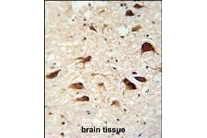 C antibody (C-term) (ABIN654459 and ABIN2844192) immunohistochemistry analysis in formalin fixed and paraffin embedded human brain tissue followed by peroxidase conjugation of the secondary antibody and DAB staining. (SLC35F6 antibody  (C-Term))