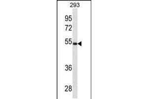 Western blot analysis in 293 cell line lysates (35ug/lane). (LGMN antibody  (N-Term))