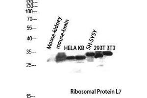 Western Blot (WB) analysis of Mouse Kidney Mouse Brain HeLa KB SH-SY5Y 293T 3T3 lysis using Ribosomal Protein L7 antibody. (RPL7 antibody  (C-Term))