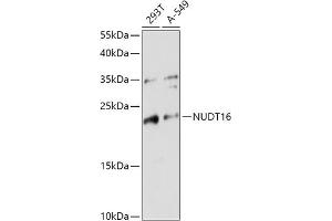 Western blot analysis of extracts of various cell lines, using NUDT16 antibody (ABIN7269069) at 1:1000 dilution. (NUDT16 antibody  (AA 60-130))