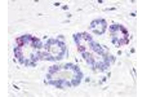 Anti-GPR52 antibody IHC of human breast, lobules.
