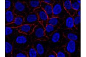 Immunofluorescence staining of AHNAK in HeLa cell line using AHNAK monoclonal antibody, clone EM-09 (Cat # MAB3607 ; red). (AHNAK antibody  (N-Term))