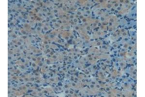 Used in DAB staining on fromalin fixed paraffin- embedded kidney tissue (TXN antibody  (AA 1-105))