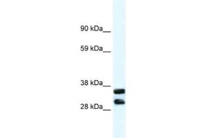 Western Blotting (WB) image for anti-Annexin A13 (ANXA13) antibody (ABIN2461381) (Annexin A13 antibody)