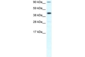 Western Blotting (WB) image for anti-Polymerase (RNA) II (DNA Directed) Polypeptide B, 140kDa (POLR2B) antibody (ABIN2460473) (POLR2B antibody)