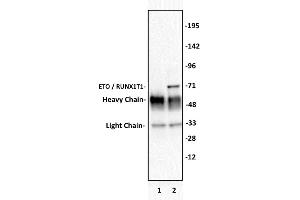 ETO / RUNX1T1 antibody (pAb) tested by Immunoprecipitation. (RUNX1T1 antibody  (Internal Region))