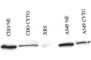 Western blot analysis of Xrcc5 in either CHO or A549 nuclear extracts (NE) or cytoplasmic lysates (cyto) using Xrcc5 polyclonal antibody . (XRCC5 antibody  (AA 323-338))