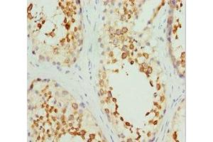 Immunohistochemistry of paraffin-embedded human testis tissue using ABIN7167743 at dilution of 1:100 (RCN2 antibody  (AA 23-180))