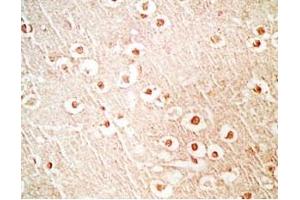 Mouse brain tissue stained by Rabbit Anti-NERP-1 (Human) Antibody (NERP-1 antibody  (Preproprotein))